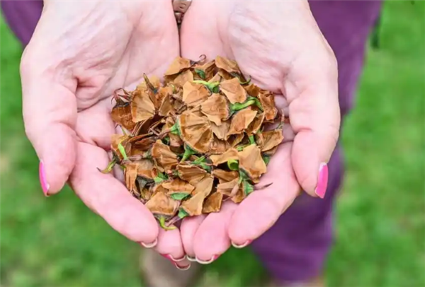 英国夫妇种植“史前摇钱树”产出首批种子 曾是恐龙的食物