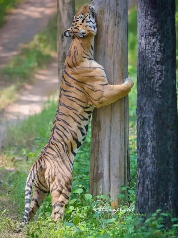 成年老虎的肌肉 还是相当惊人的！