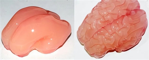 为了生存 澳大利亚考拉逐渐进化成可爱的傻瓜