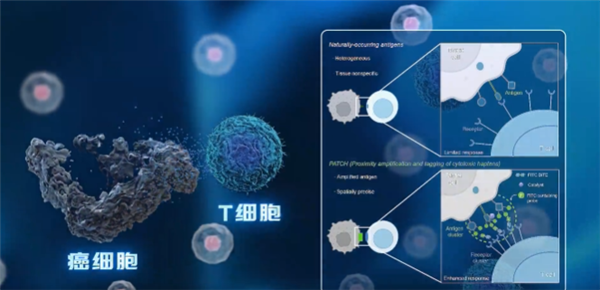 中科院开发出“纳米机器人”:给癌细胞贴通缉令 精准打击