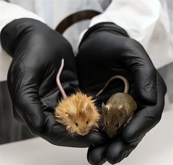 阿根廷首批“基因编辑马”上线 跑得飞快但被禁止参赛！