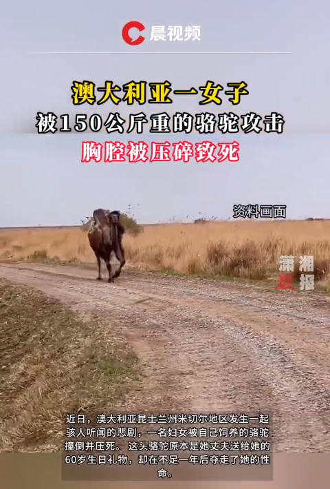 澳大利亚女子被150公斤重的骆驼攻击 胸腔被压碎致死 专家:骆驼战斗力相当惊人
