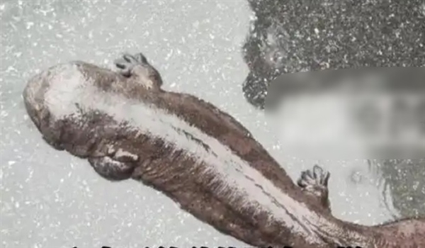 男子上班捡到迷路娃娃鱼后报警 林业局:是野生的已放生