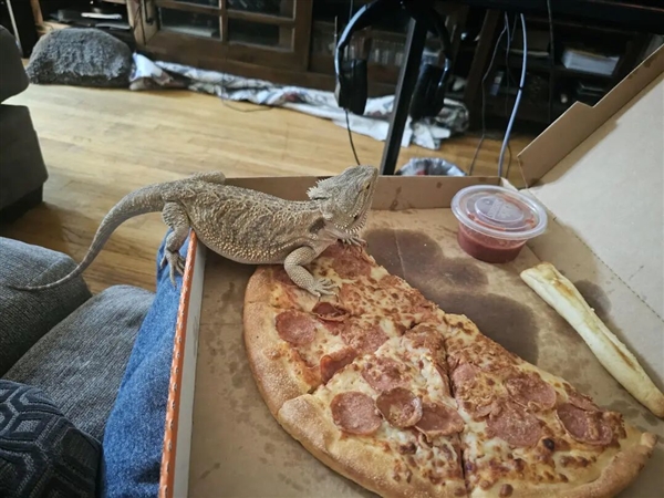 给牛涂上斑马条纹 研究能不能骗过蚊虫！日本科学家获搞笑诺贝尔奖