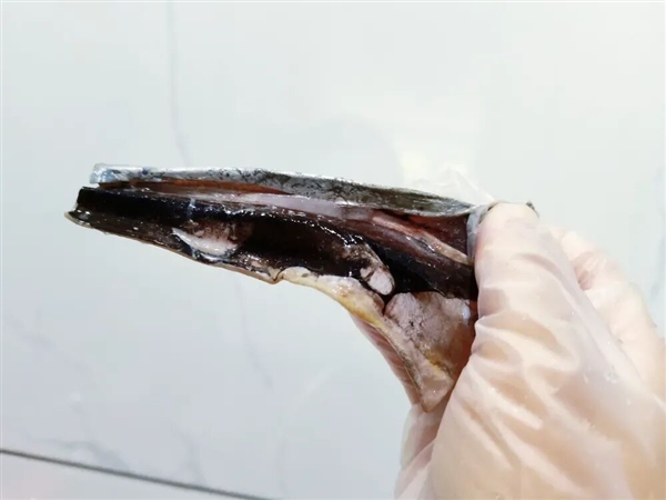 “国民廉价鱼”带鱼原来一直被低估！