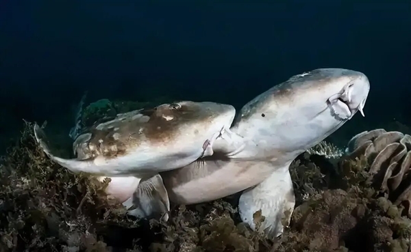 人类首次野生豹纹鲨交配:两雄一雌 仅110秒就瘫软在地