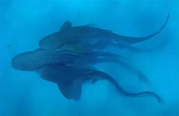 人类首次野生豹纹鲨交配:两雄一雌 仅110秒就瘫软在地