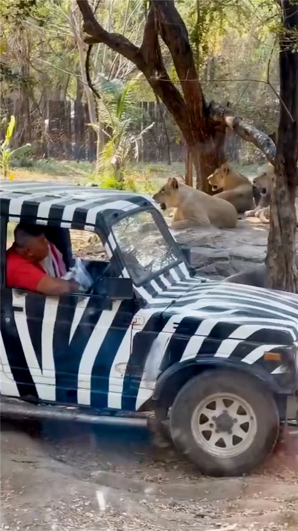 随意下车还背对着狮子 泰国一饲养员被狮群袭击致死：游客目睹