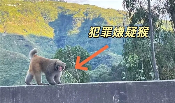 男子路边停车休息遭野猴入车袭击:被动物抓伤需做好“三防”