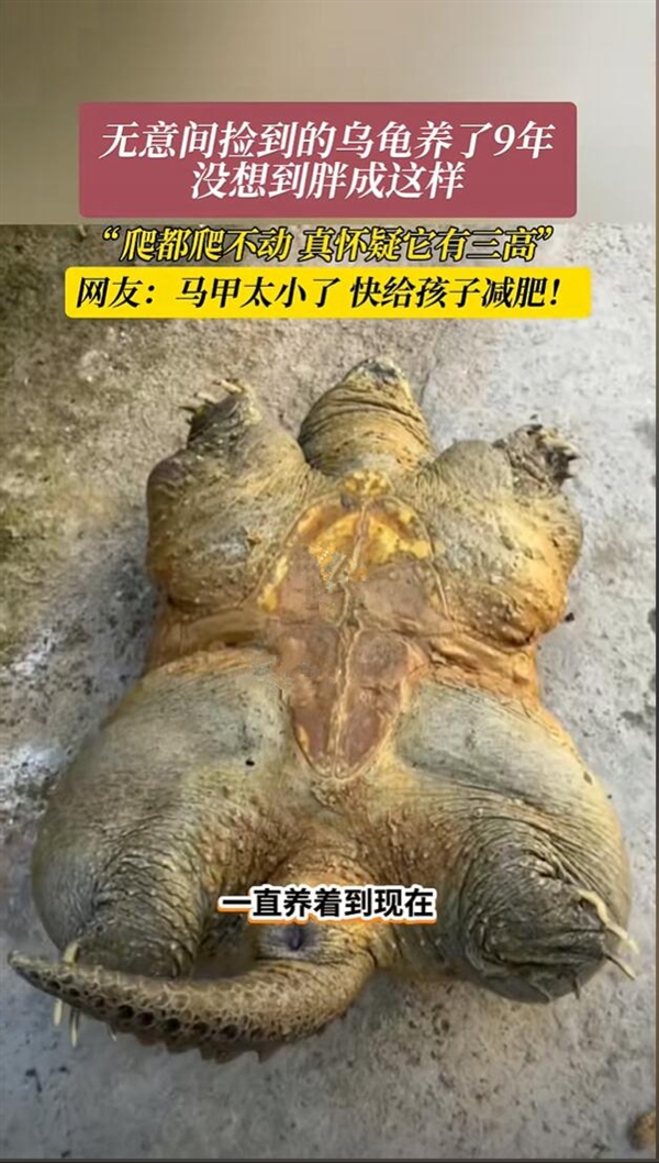 男子捡来的乌龟养了9年:胖到爬不动