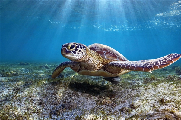 男子捡来的乌龟养了9年:胖到爬不动