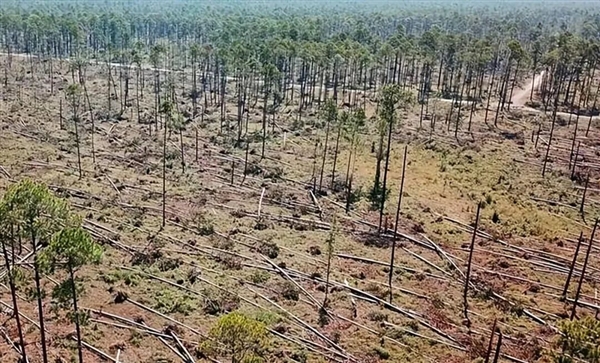 亚马逊雨林树木正不受控地长高 这可不是什么好事