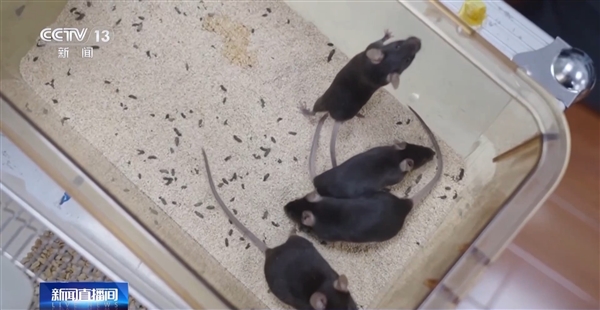 神舟二十一号今晚发射带4只小鼠上太空！对人类未来太空繁衍有重要意义