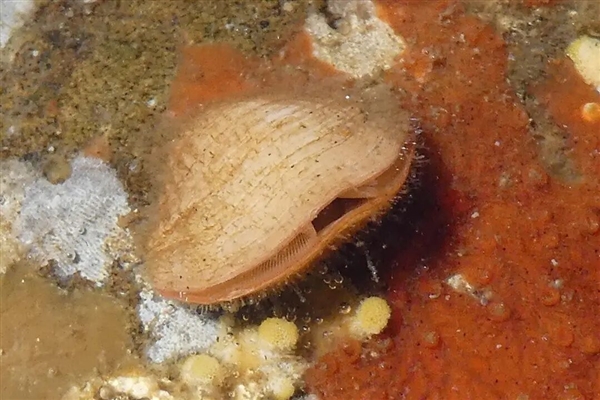 曾统治海底2亿年的腕足动物 为什么如今“拉到家”