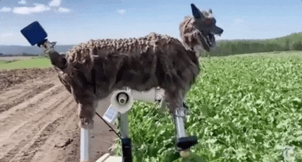 眼睛闪着红光、90分贝噪音 日本多地用“机器狼”驱赶熊