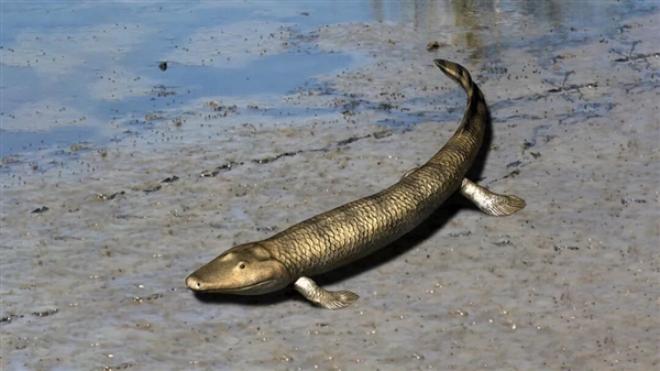 人类的脚趾头到底有啥用?长一点好还是短一点好?