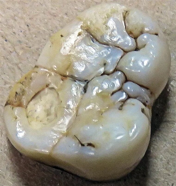 中国远古巨猿 身高3米史上最大灵长类动物 为何20万年前突然灭绝?