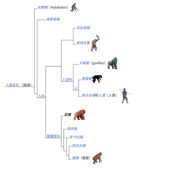中国远古巨猿 身高3米史上最大灵长类动物 为何20万年前突然灭绝?