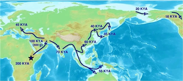 中国远古巨猿 身高3米史上最大灵长类动物 为何20万年前突然灭绝?