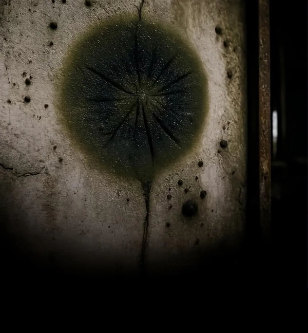 切尔诺贝利的真菌正在学会吸收强辐射 可能利用辐射进行未知的代谢