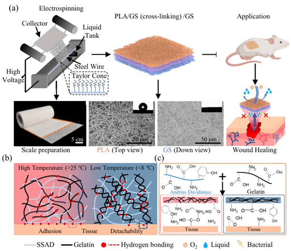 无痛换药不是梦！中国团队受大鲵启发 研发出“冰一下”就脱落的创口贴