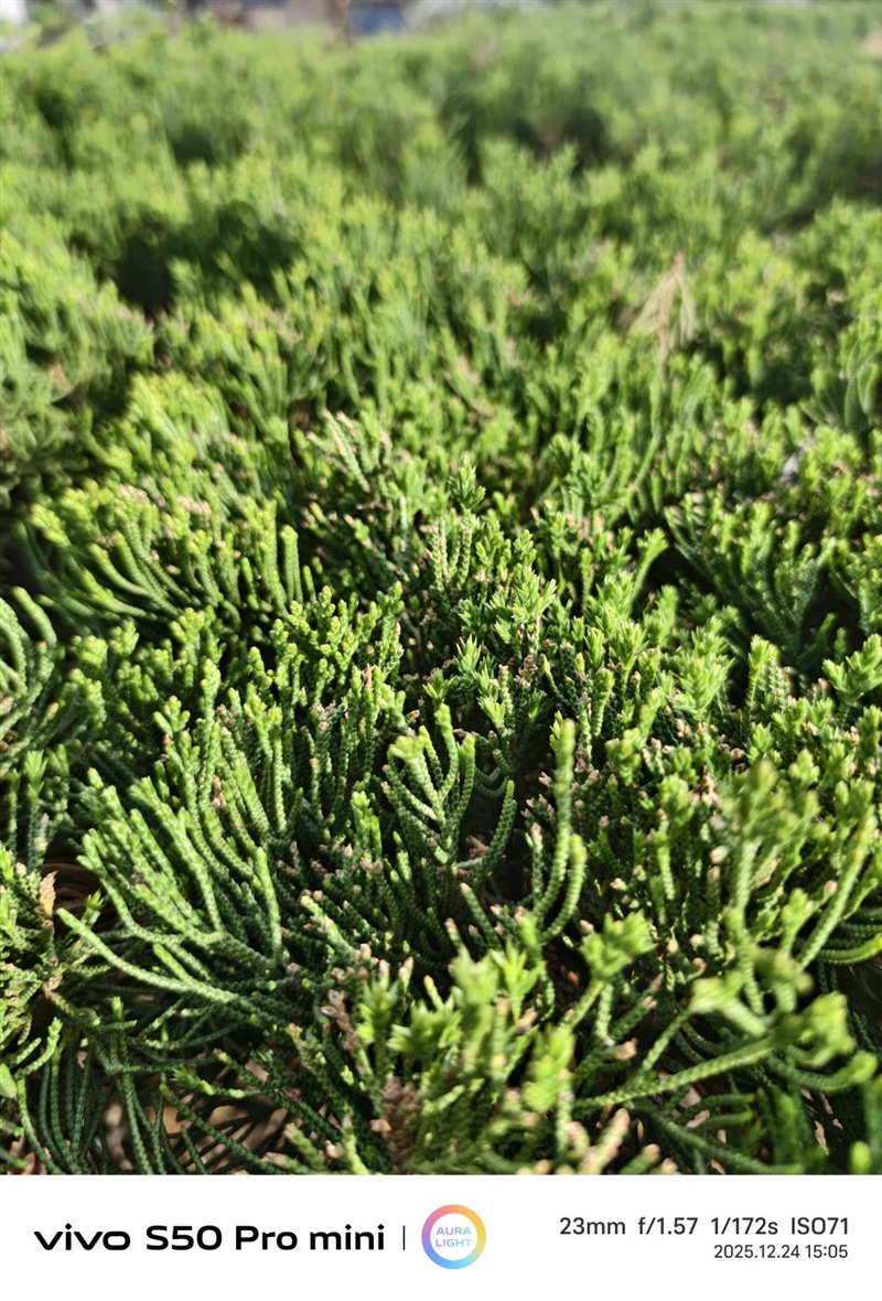 稳步迭代,全面超越:vivo S50 Pro mini 评测:小直屏旗舰的进化标杆