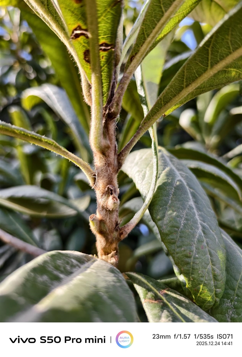 稳步迭代,全面超越:vivo S50 Pro mini 评测:小直屏旗舰的进化标杆