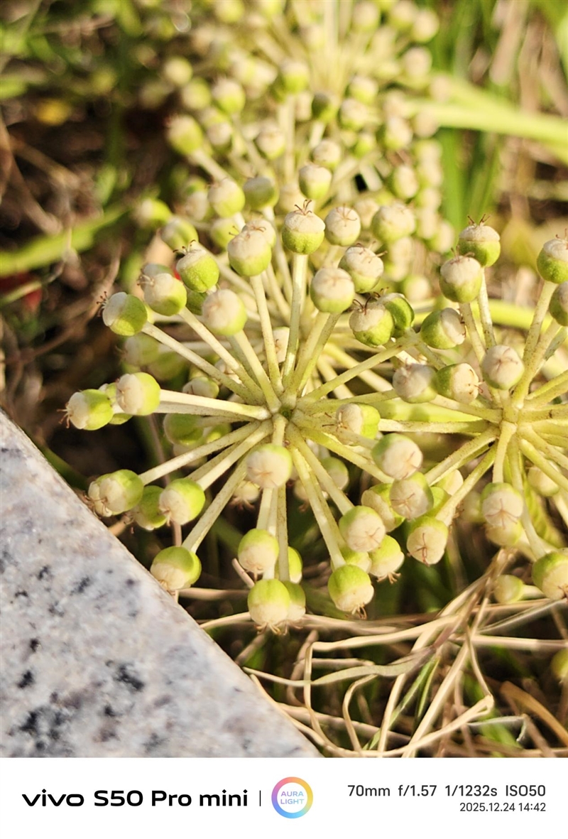 稳步迭代,全面超越:vivo S50 Pro mini 评测:小直屏旗舰的进化标杆