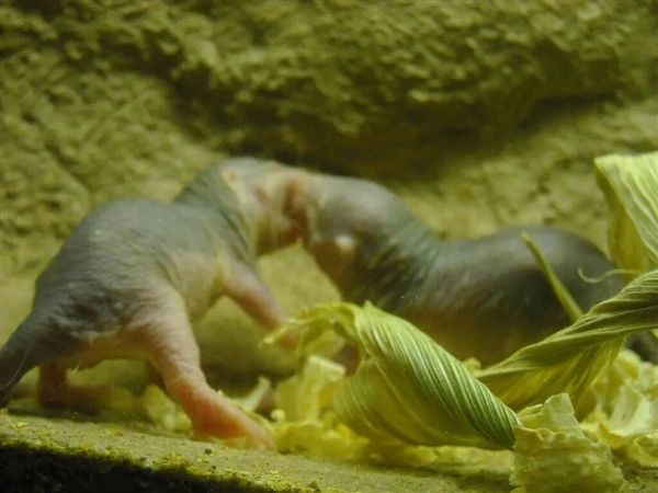 裸鼹鼠：这绝对是最独特的哺乳动物之一