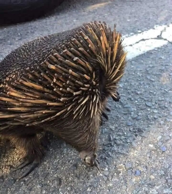 这种身披棘刺的动物适应了森林火灾 被火烧成平头也不逃跑