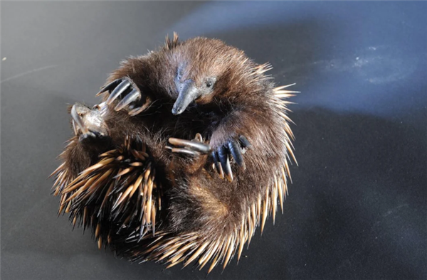 这种身披棘刺的动物适应了森林火灾 被火烧成平头也不逃跑