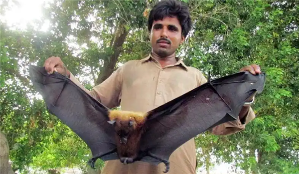 死亡率最高75% 印度暴发尼帕病毒疫情！会像新冠那样蔓延吗