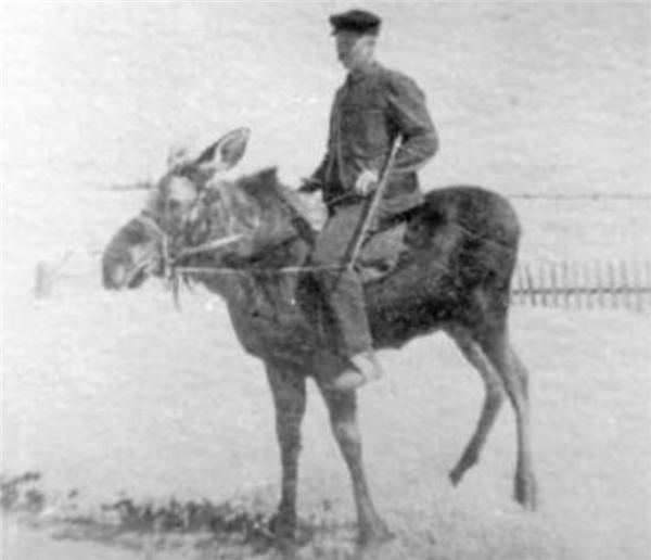 为什么马、驴、骆驼都可以用来骑乘 唯独不见有人驯化鹿来骑