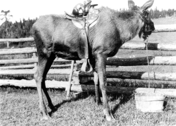 为什么马、驴、骆驼都可以用来骑乘 唯独不见有人驯化鹿来骑