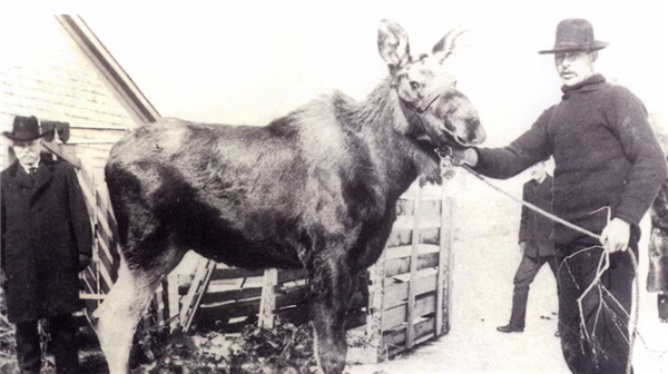 为什么马、驴、骆驼都可以用来骑乘 唯独不见有人驯化鹿来骑