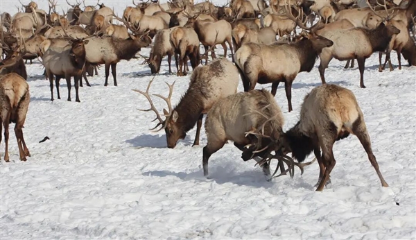 为什么马、驴、骆驼都可以用来骑乘 唯独不见有人驯化鹿来骑