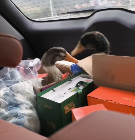 肺都白了！老大爷过年宰杀家禽确诊鹦鹉热