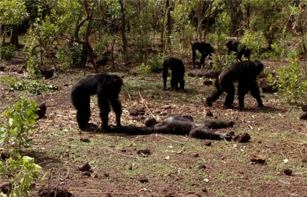 如果要在蟒蛇和黑猩猩之间选一个作为宠物 哪个会更适合?