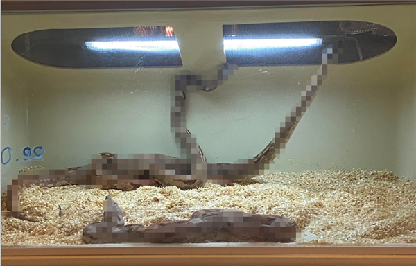 如果要在蟒蛇和黑猩猩之间选一个作为宠物 哪个会更适合?