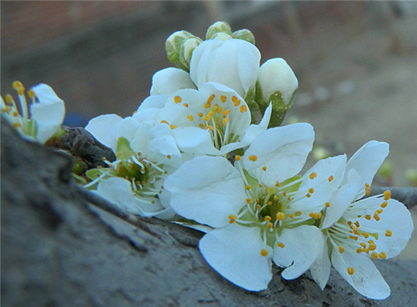 早春第一批开花的植物 为什么花朵大多是黄色的