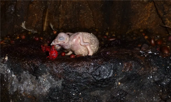 最独特的鸟 因为过于肥胖 雏鸟被印第安土著抓去熬油