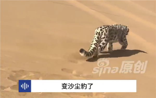 新疆一处沙漠惊现雪豹 网友取名沙尘豹:当地从未出现过
