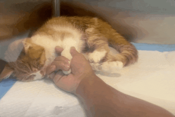 意外走红的广西农村青年 被外网标价百万美元