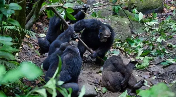 为什么灵长类动物打架时 那么喜欢攻击对手的睾丸