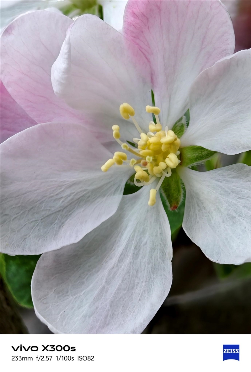 天玑9500搭配蔡司影像 vivo X300s手机全面评测:省心耐用的直屏主力机