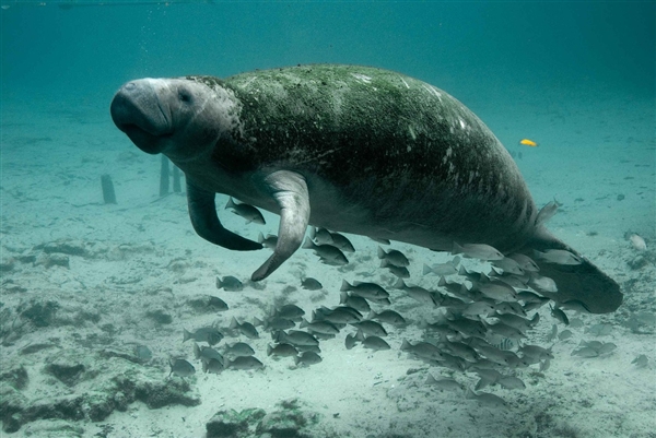 海南发现“骨架两米”的不明生物尸体 渔民指认：可能为花猫鲨