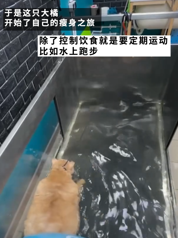 笑死！俄罗斯最胖橘猫减肥时偷偷跑路：半路被卡住了