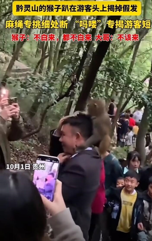 男子爬山被猴子骑脖摘假发