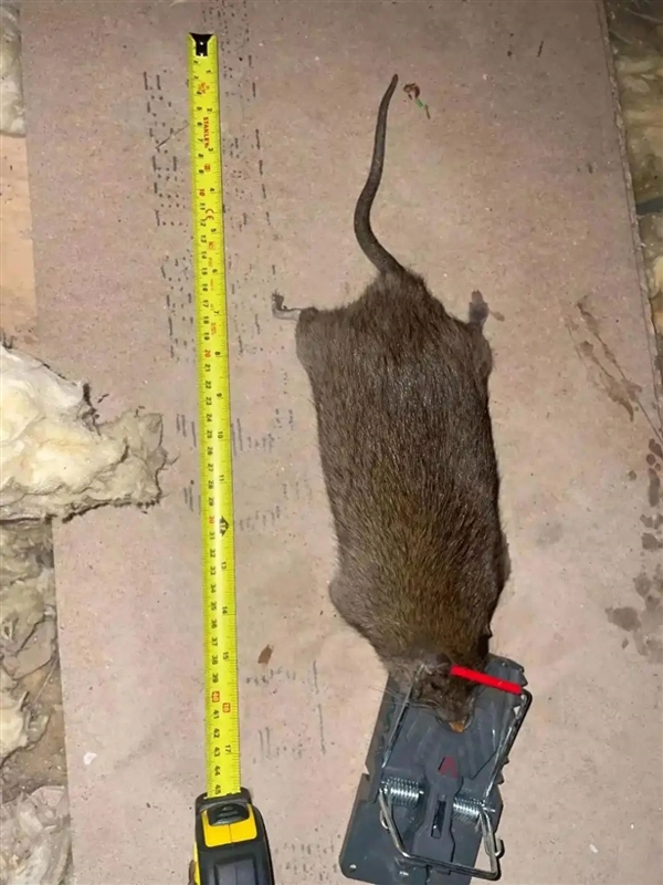 “变异”老鼠正在席卷澳洲!超50%有抗药基因 不会被灭鼠药杀死