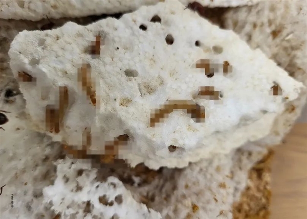 地球上明明有吃塑料的虫子 为什么没有普及